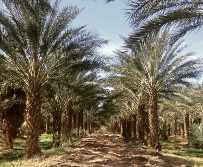 phoenix-dactylifera-medjool-medjool-date-palm