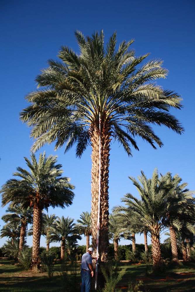 phoenix-dactylifera-medjool-medjool-date-palm