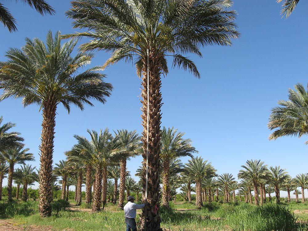 phoenix-dactylifera-medjool-medjool-date-palm