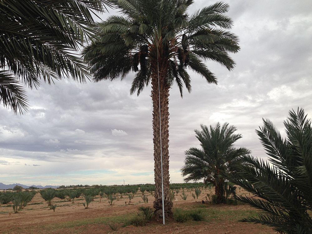 phoenix-dactylifera-medjool-medjool-date-palm