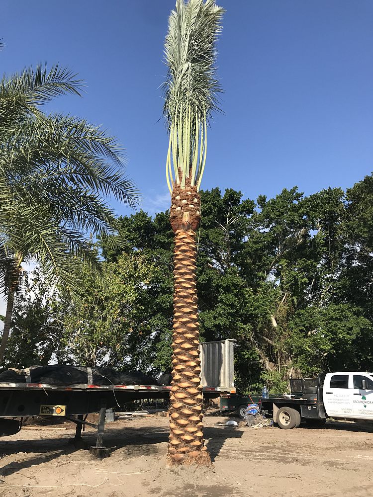 phoenix-dactylifera-medjool-medjool-date-palm