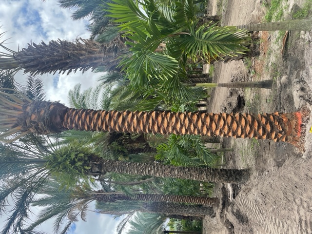 phoenix-dactylifera-medjool-medjool-date-palm