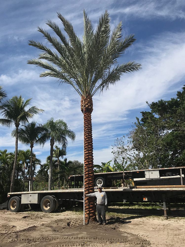 phoenix-dactylifera-medjool-medjool-date-palm