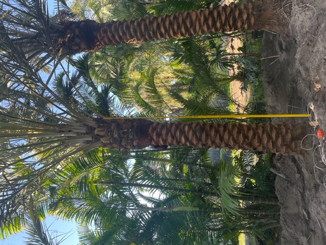 phoenix-dactylifera-medjool-medjool-date-palm
