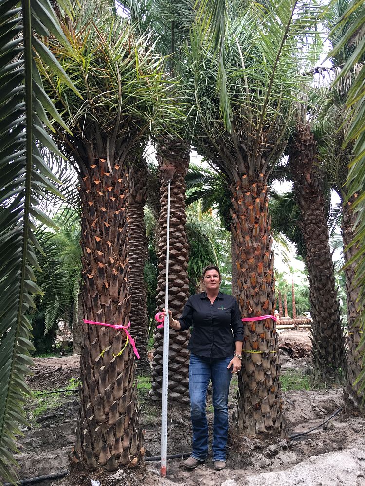 phoenix-dactylifera-medjool-medjool-date-palm