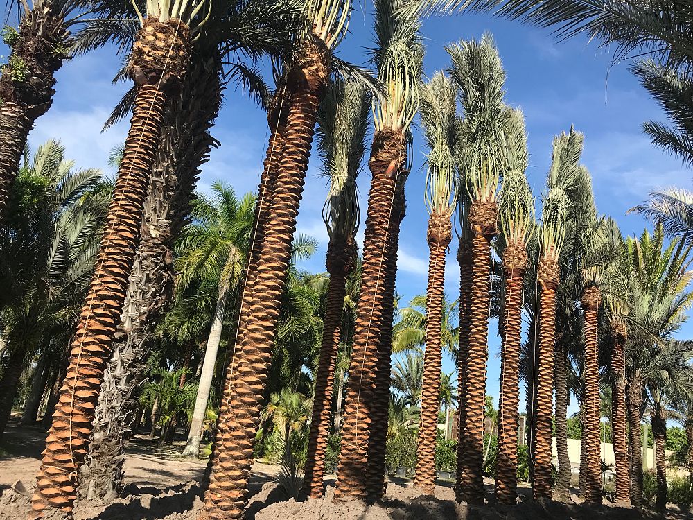 phoenix-dactylifera-medjool-medjool-date-palm