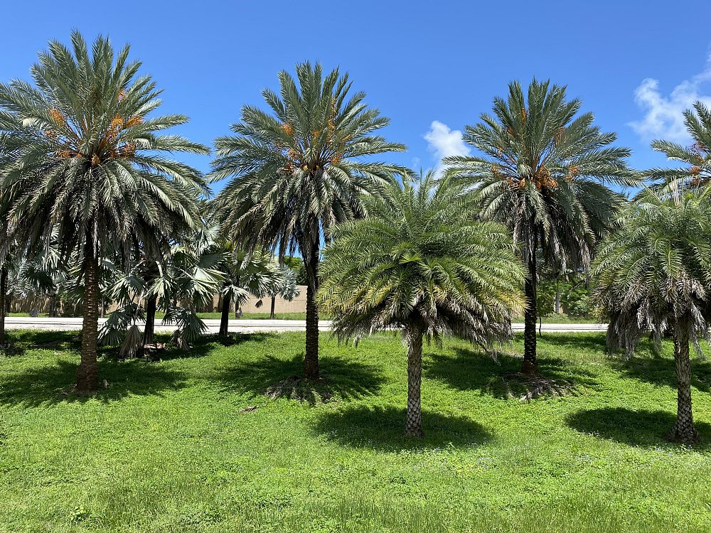 phoenix-dactylifera-medjool-medjool-date-palm