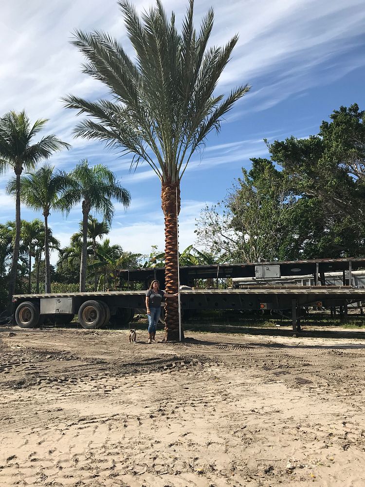 phoenix-dactylifera-medjool-medjool-date-palm