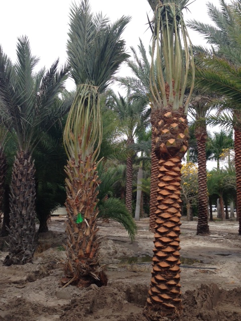 phoenix-dactylifera-medjool-medjool-date-palm