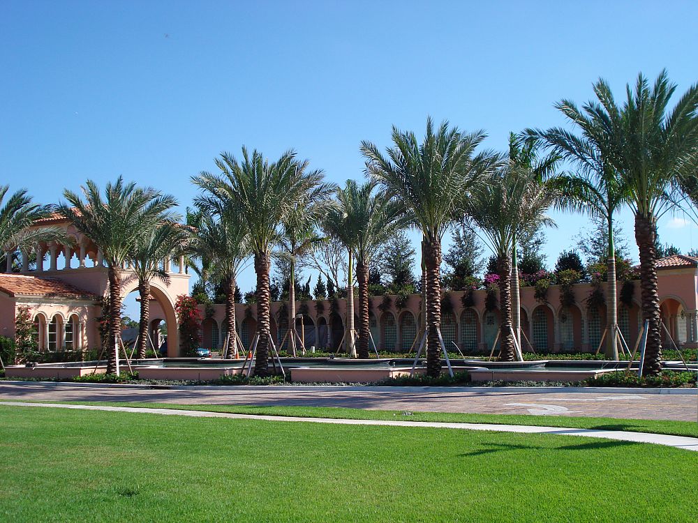 phoenix-dactylifera-medjool-medjool-date-palm