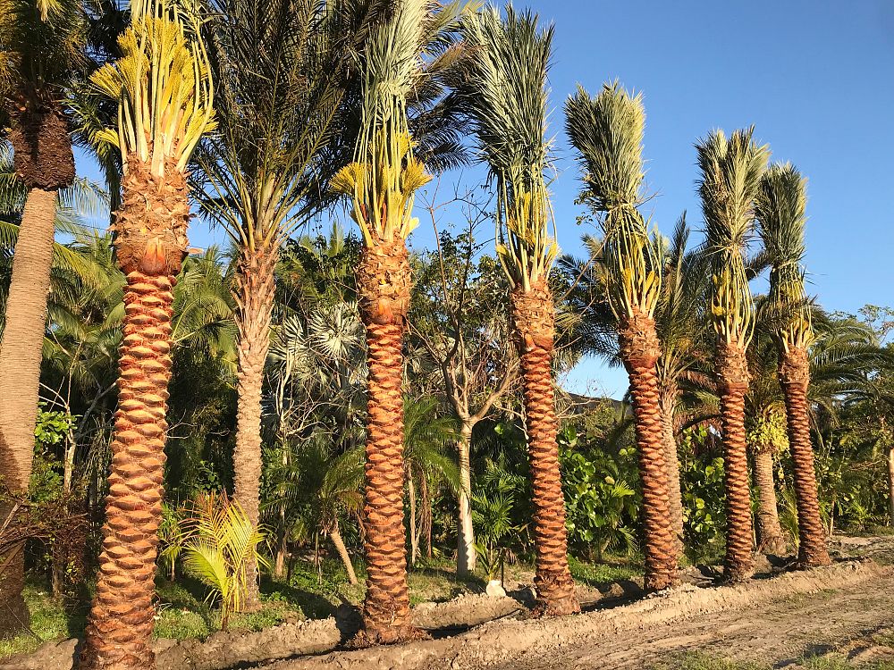 phoenix-dactylifera-medjool-medjool-date-palm