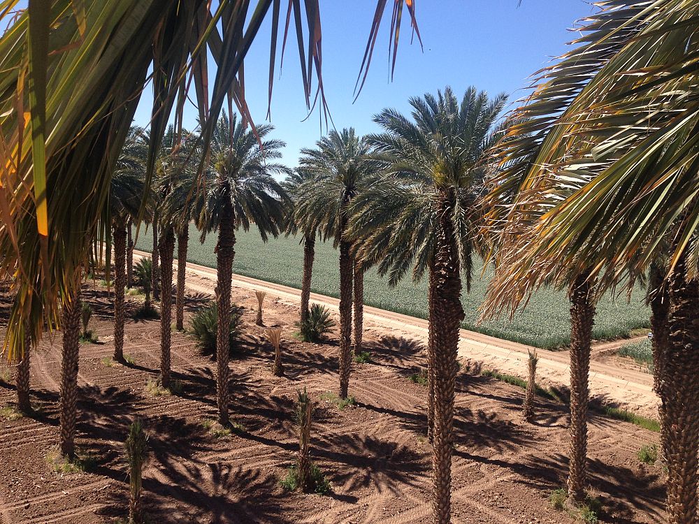phoenix-dactylifera-medjool-medjool-date-palm