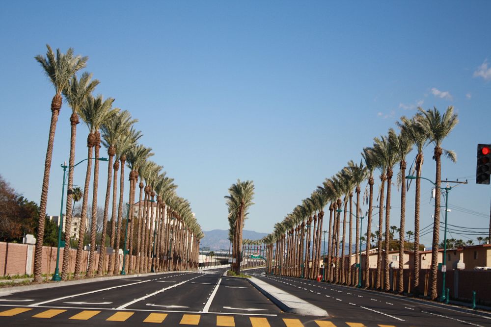 phoenix-dactylifera-medjool-medjool-date-palm