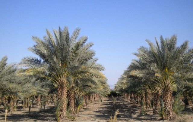 phoenix-dactylifera-medjool-medjool-date-palm