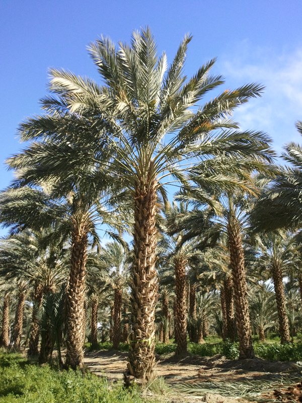 phoenix-dactylifera-medjool-medjool-date-palm