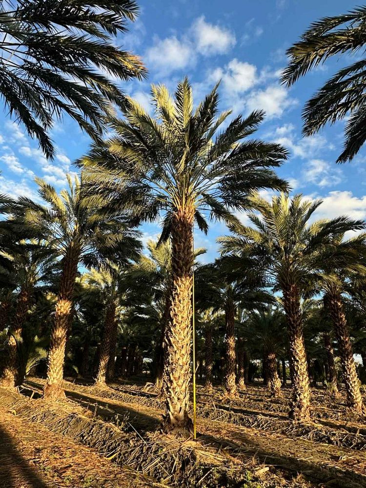 phoenix-dactylifera-medjool-medjool-date-palm