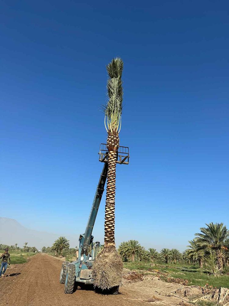 phoenix-dactylifera-medjool-medjool-date-palm