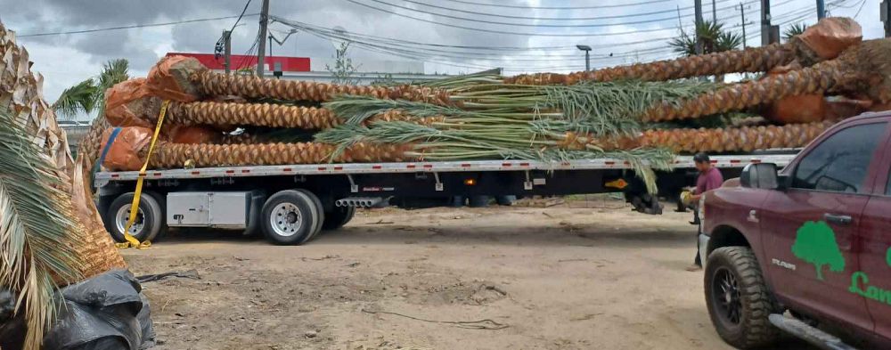 phoenix-dactylifera-medjool-medjool-date-palm