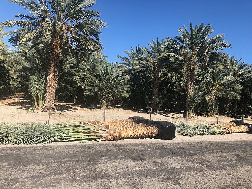 phoenix-dactylifera-medjool-medjool-date-palm
