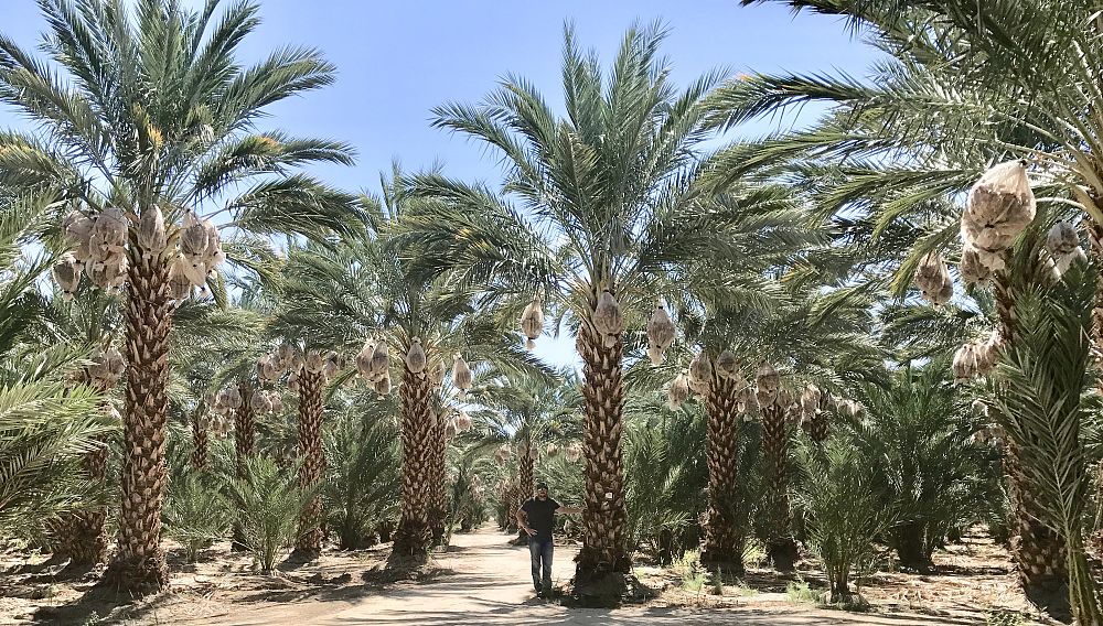 phoenix-dactylifera-medjool-medjool-date-palm