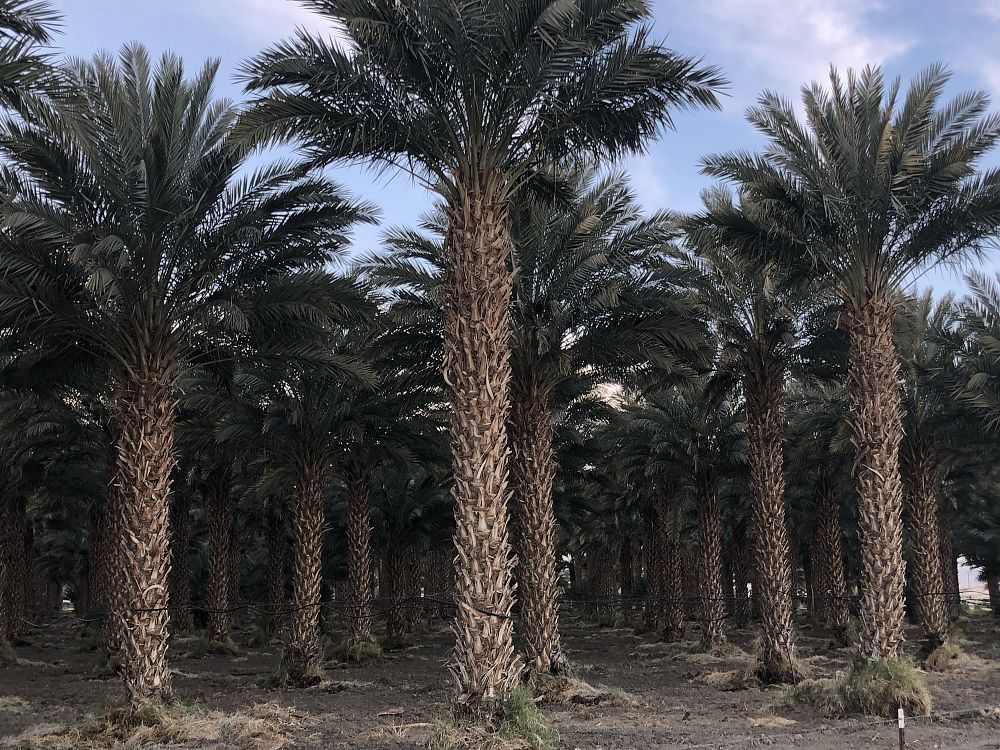 phoenix-dactylifera-medjool-medjool-date-palm