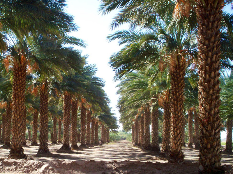 phoenix-dactylifera-medjool-medjool-date-palm