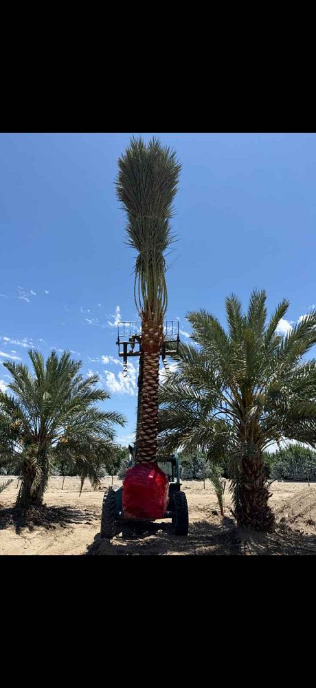 phoenix-dactylifera-medjool-medjool-date-palm