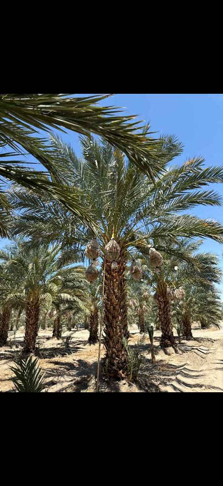 phoenix-dactylifera-medjool-medjool-date-palm