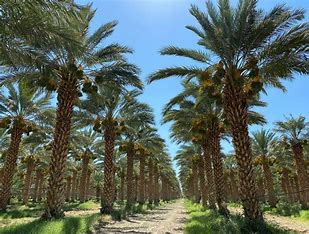 phoenix-dactylifera-medjool-medjool-date-palm