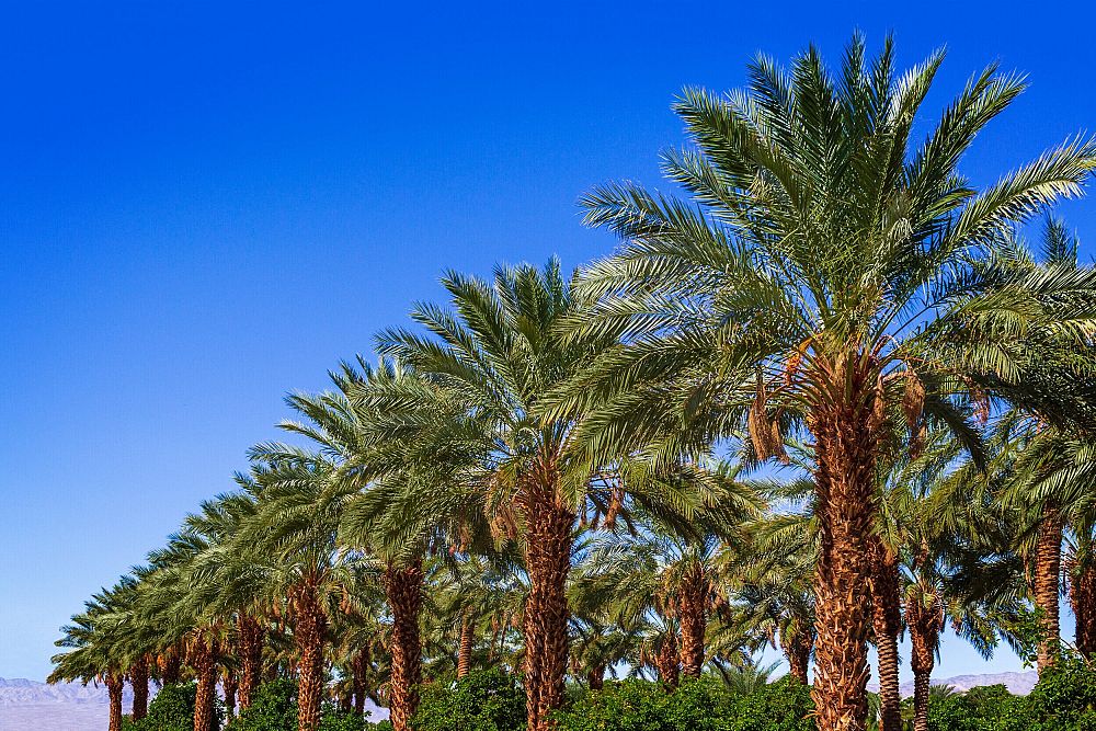 phoenix-dactylifera-medjool-medjool-date-palm