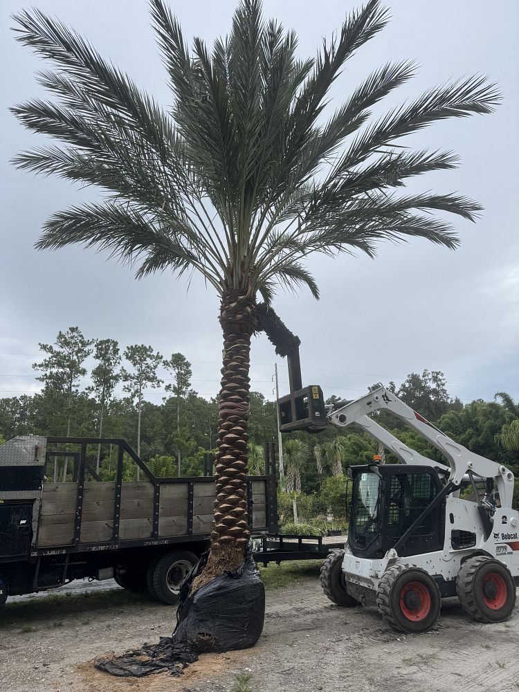 phoenix-dactylifera-medjool-medjool-date-palm
