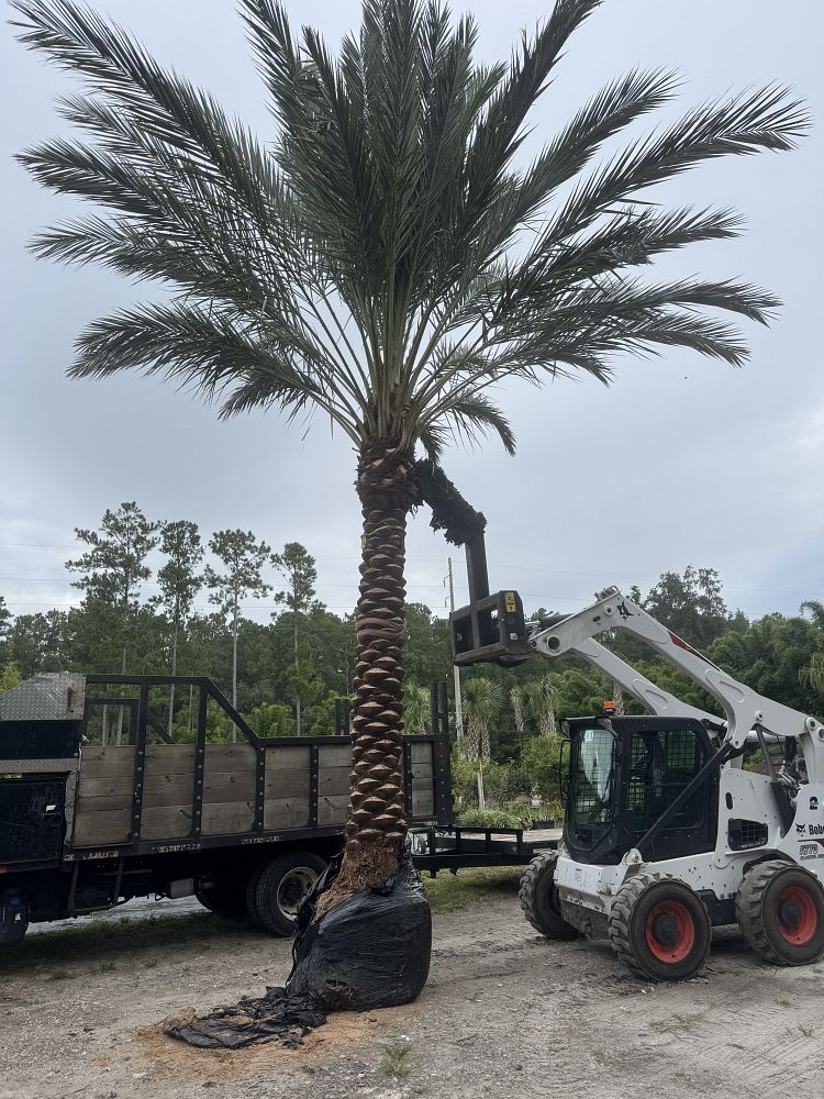 phoenix-dactylifera-medjool-medjool-date-palm