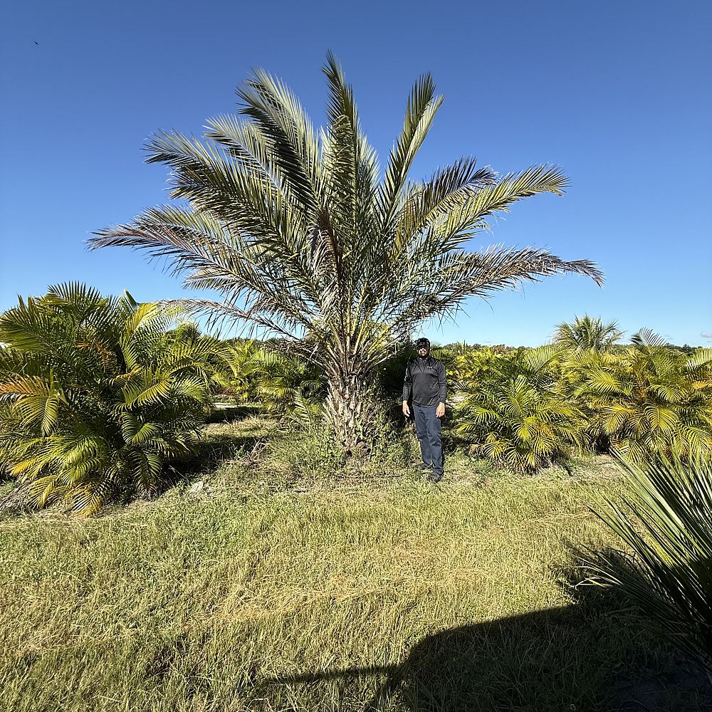 phoenix-dactylifera-medjool-medjool-date-palm