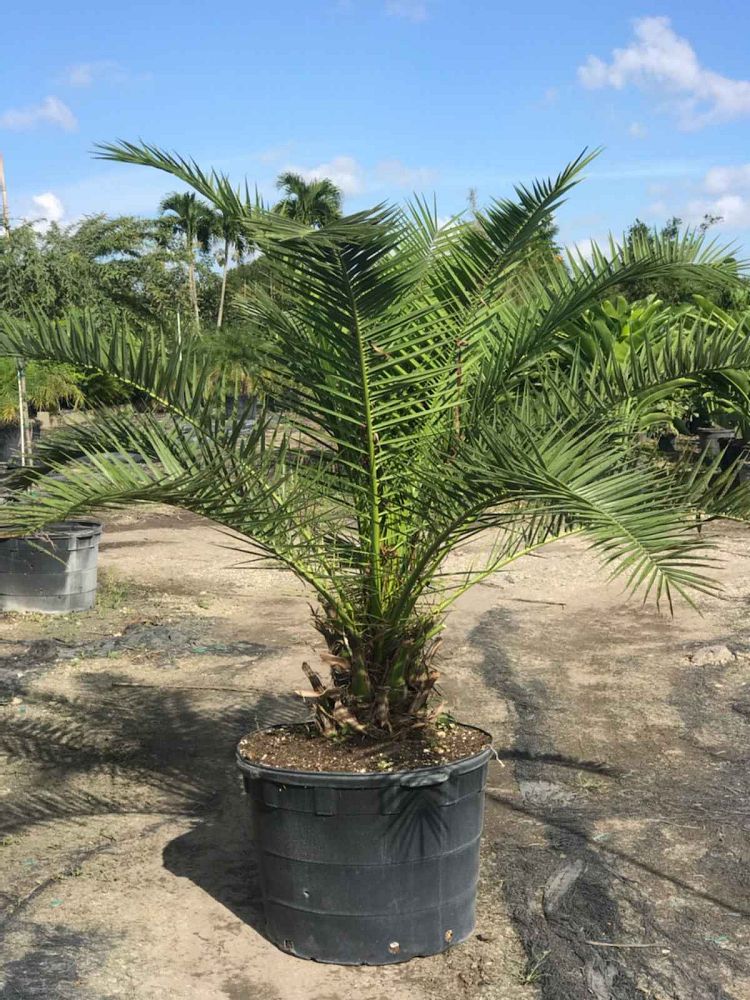 phoenix-dactylifera-x-canariensis-date-palm