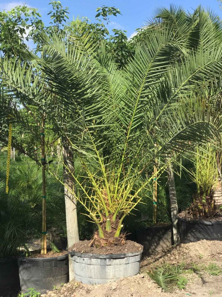 phoenix-dactylifera-x-canariensis-date-palm
