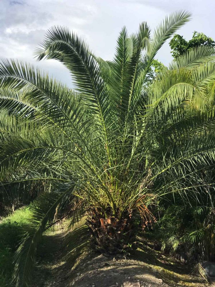 phoenix-dactylifera-x-canariensis-date-palm