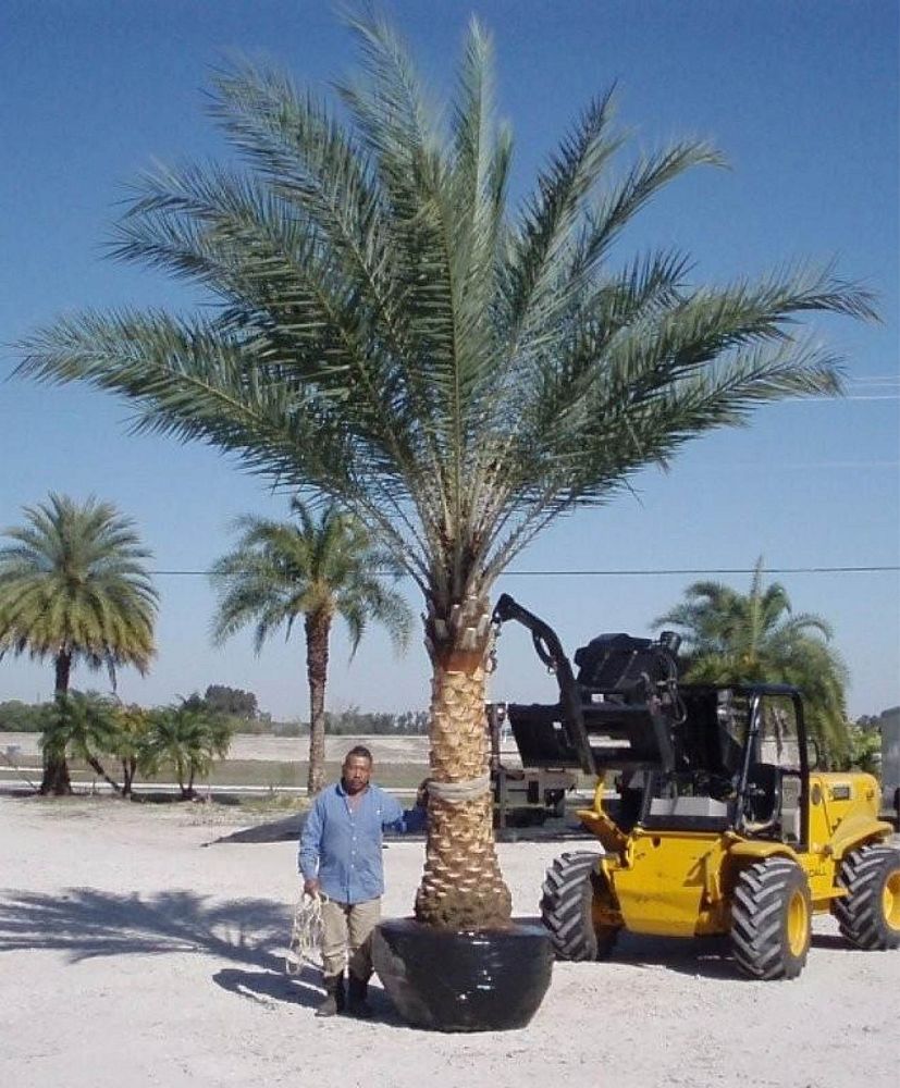 phoenix-dactylifera-x-sylvestris-date-palm-hybrid-medjool-x-sylvester