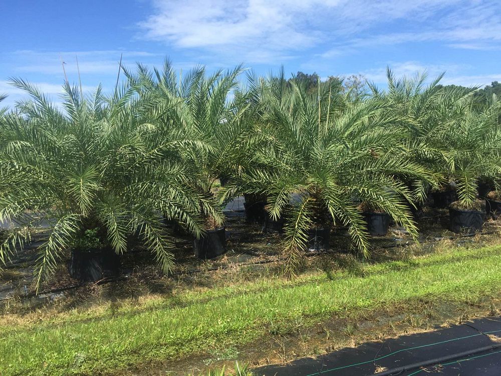 phoenix-dactylifera-x-sylvestris-date-palm-hybrid-medjool-x-sylvester