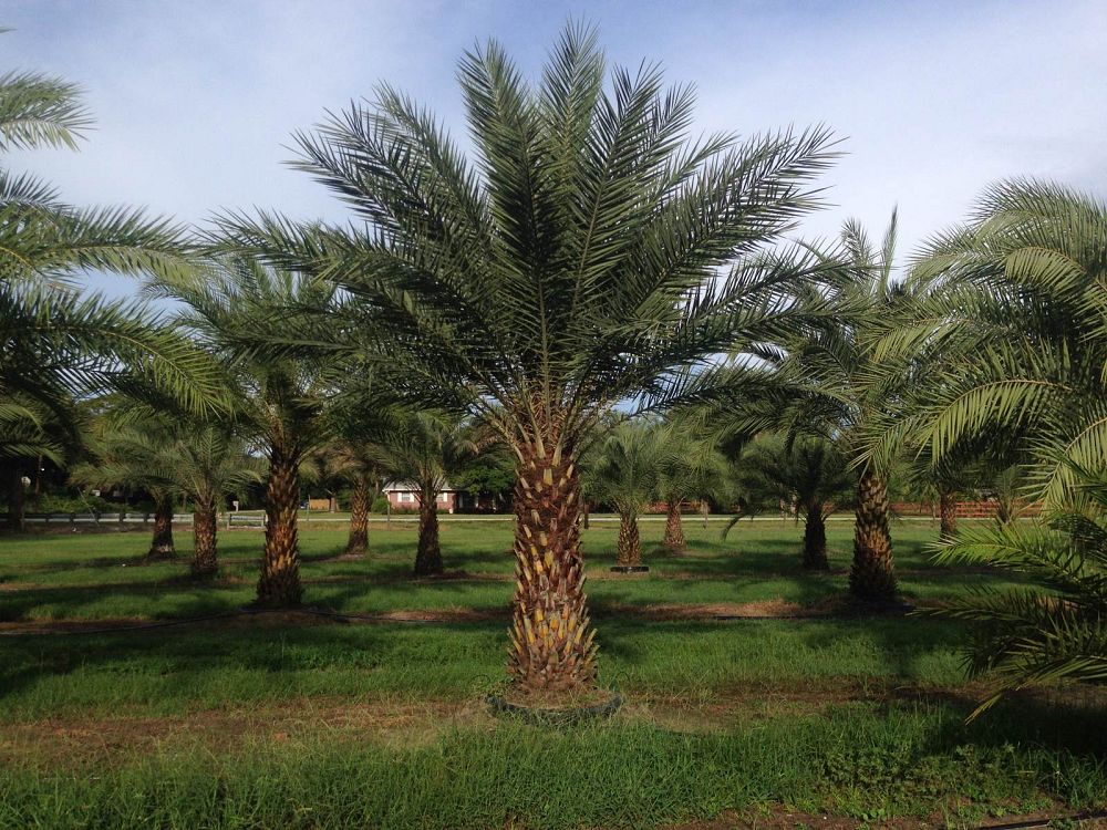 phoenix-dactylifera-x-sylvestris-date-palm-hybrid-medjool-x-sylvester