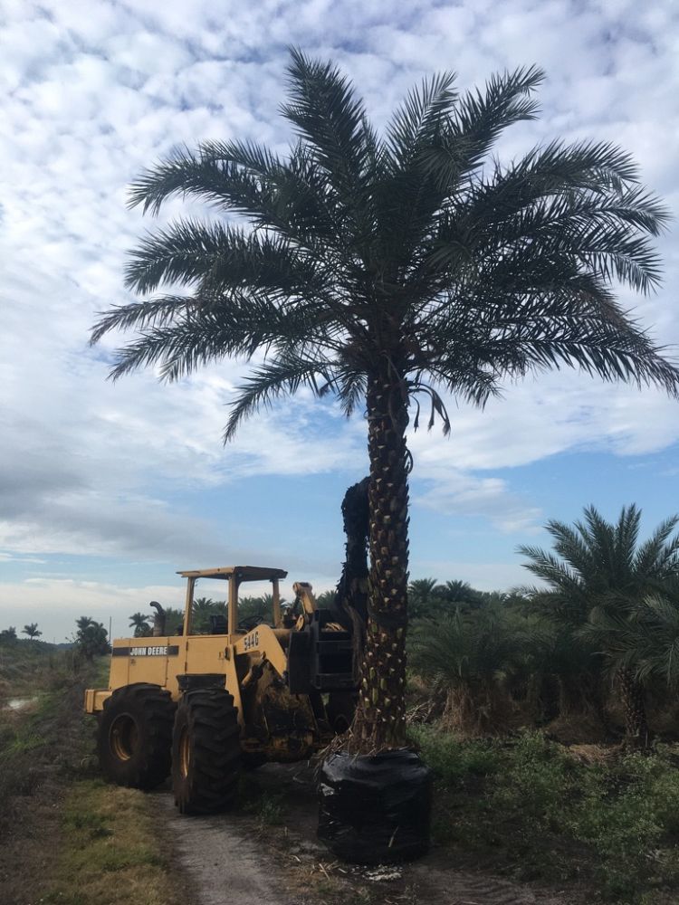 phoenix-dactylifera-x-sylvestris-date-palm-hybrid-medjool-x-sylvester