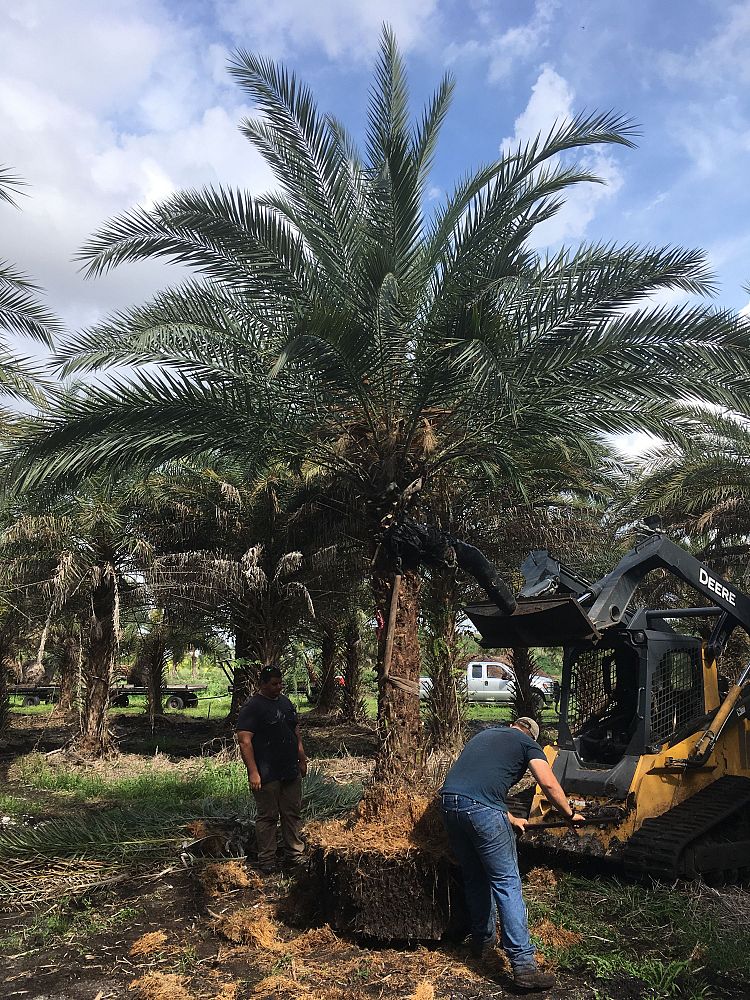 phoenix-dactylifera-x-sylvestris-date-palm-hybrid-medjool-x-sylvester