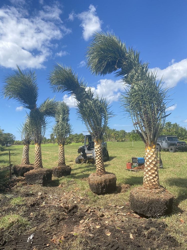 phoenix-dactylifera-x-sylvestris-date-palm-hybrid-medjool-x-sylvester