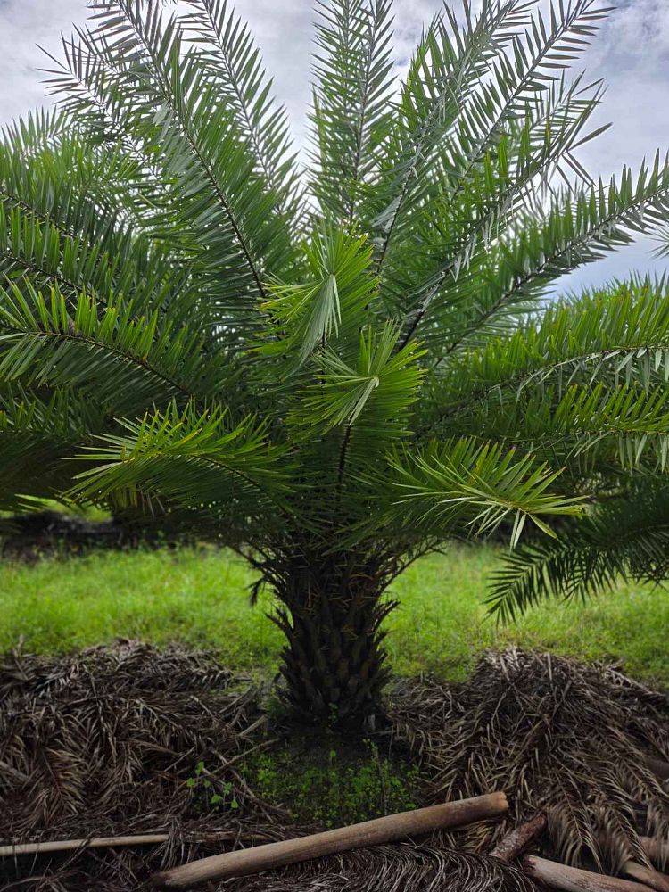 phoenix-dactylifera-x-sylvestris-date-palm-hybrid-medjool-x-sylvester