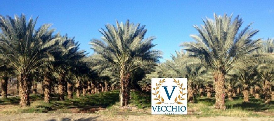 phoenix-dactylifera-zahidi-zahidi-date-palm