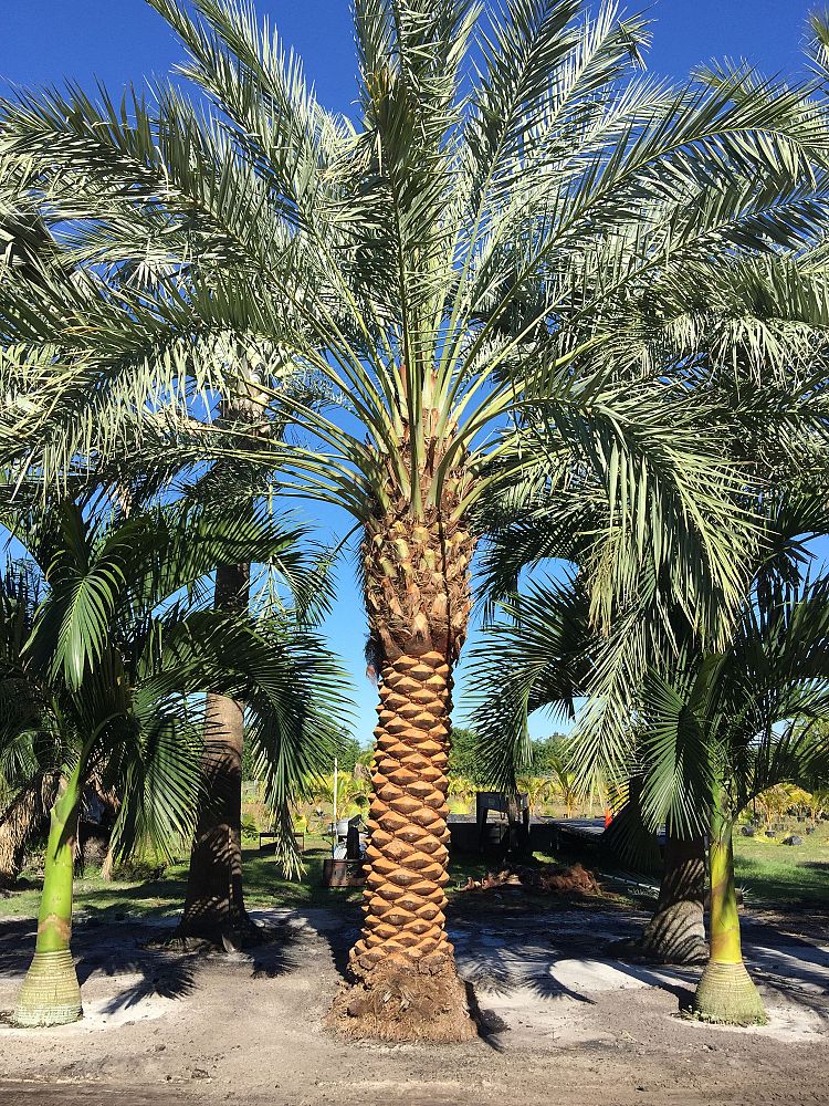phoenix-dactylifera-zahidi-zahidi-date-palm