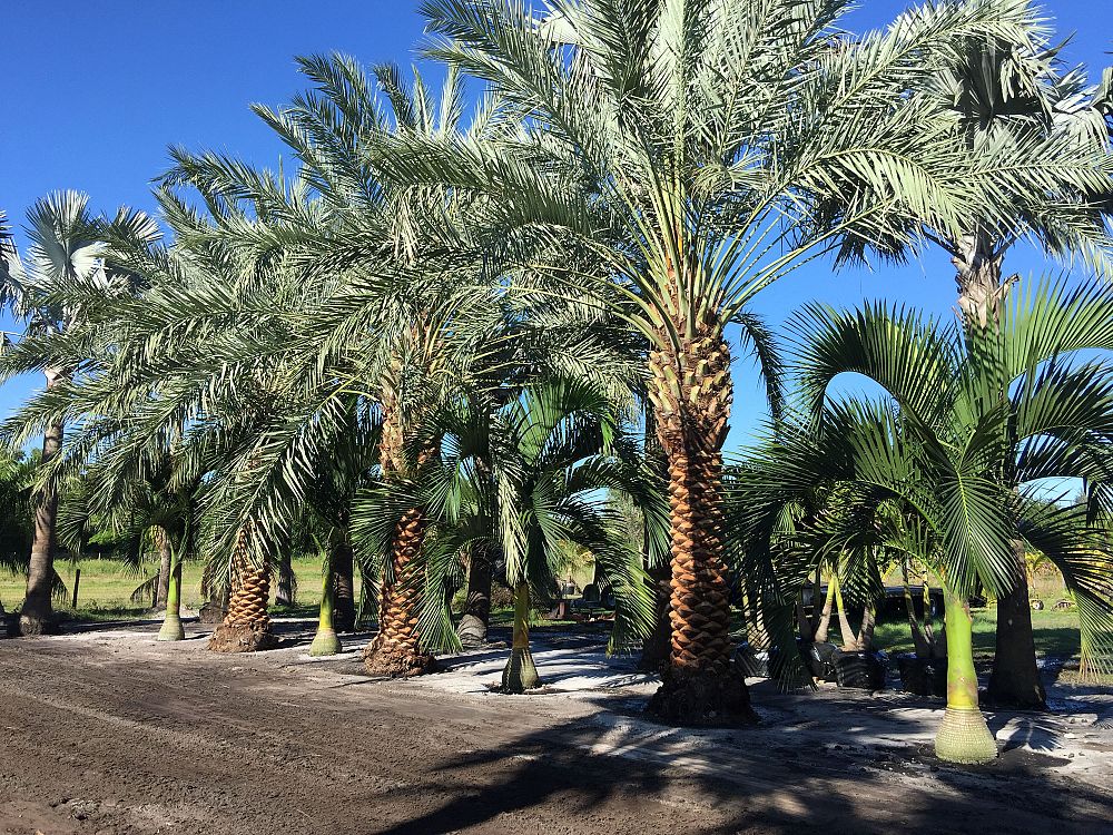 phoenix-dactylifera-zahidi-zahidi-date-palm