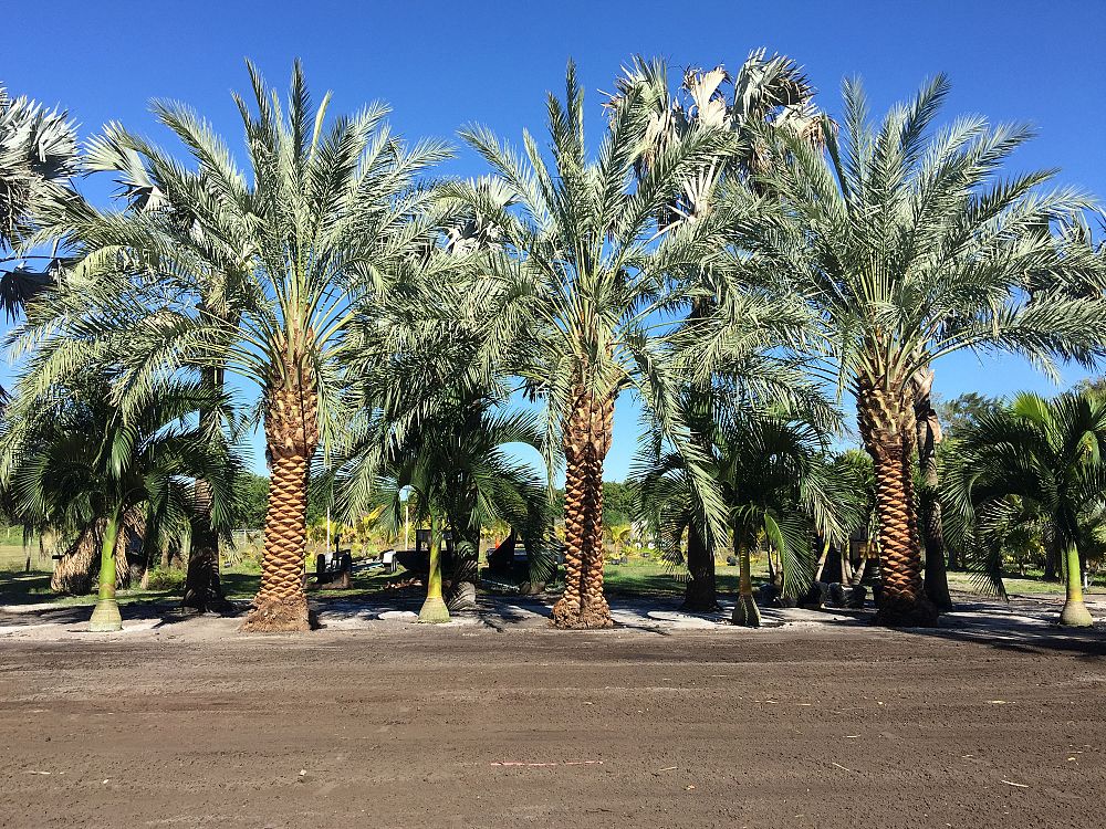 phoenix-dactylifera-zahidi-zahidi-date-palm