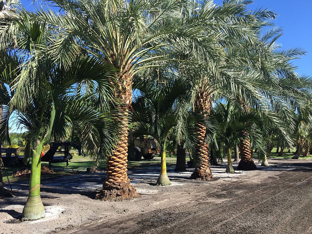 phoenix-dactylifera-zahidi-zahidi-date-palm