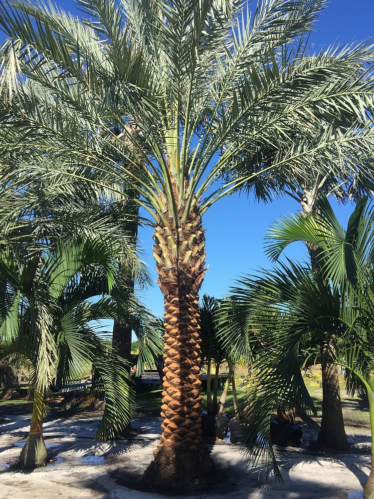 phoenix-dactylifera-zahidi-zahidi-date-palm