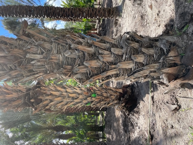 phoenix-dactylifera-zahidi-zahidi-date-palm